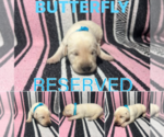 Puppy Butterfly Labrador Retriever