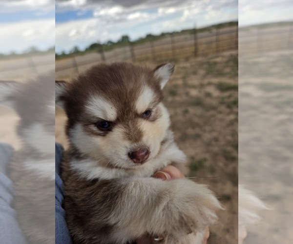 Medium Photo #3 Pomsky Puppy For Sale in CEDAR CITY, UT, USA