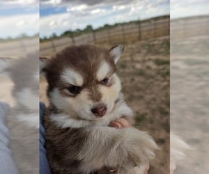Medium Pomsky