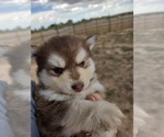 Puppy Redin Pomsky