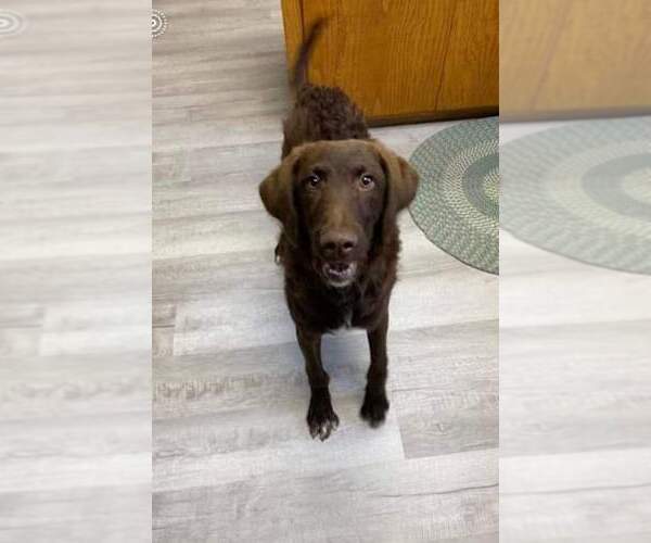 Medium Photo #6 Labradoodle Puppy For Sale in Columbus, IN, USA