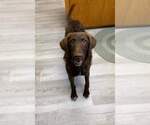 Small #5 Labradoodle