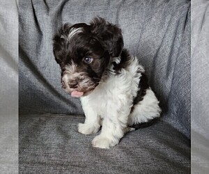 Schnauzer (Miniature) Puppy for sale in STRASBURG, VA, USA