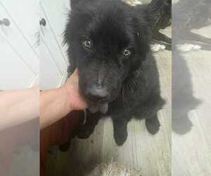 Chow Chow Dogs for adoption in Dana Point, CA, USA