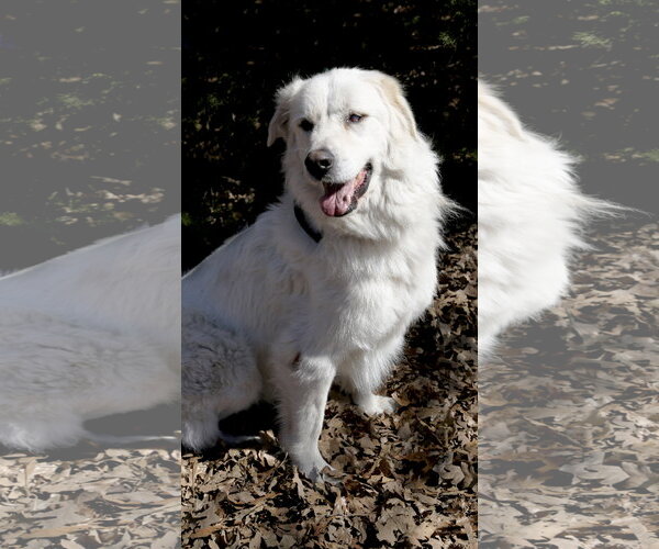 Medium Photo #6 Great Pyrenees-Unknown Mix Puppy For Sale in Spring, TX, USA