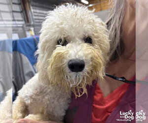 Mutt Dogs for adoption in Washington, DC, USA