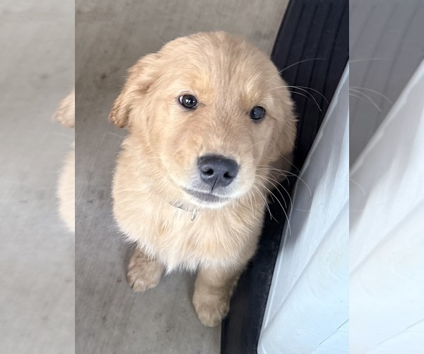 Medium Photo #2 Golden Retriever Puppy For Sale in PORTALES, NM, USA