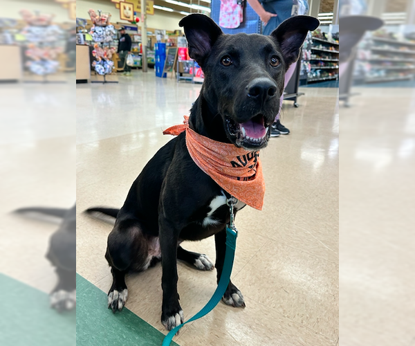 Medium Photo #14 Border Collie-Unknown Mix Puppy For Sale in Decatur, GA, USA