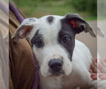 Small #5 American Bulldog-American Staffordshire Terrier Mix