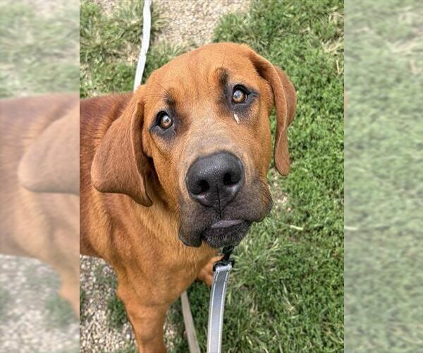Medium Photo #1 Redbone Coonhound-Saint Bernard Mix Puppy For Sale in Center Township, PA, USA