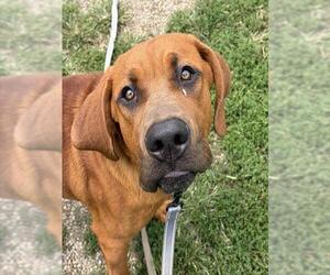 Redbone Coonhound-Saint Bernard Mix Dogs for adoption in Center Township, PA, USA