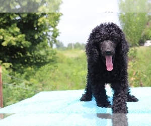 Poodle (Standard) Puppy for sale in UNION CITY, TN, USA