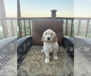 Goldendoodle Puppy for sale in FALLBROOK, CA, USA