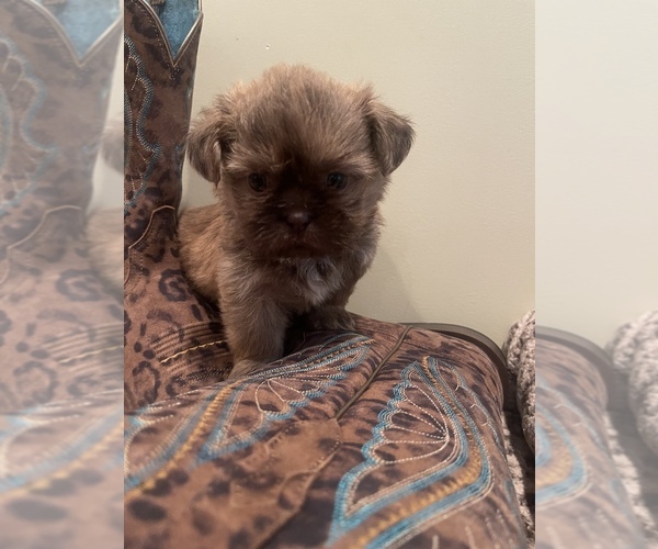 Medium Photo #9 Shih Tzu Puppy For Sale in DENTON, NC, USA