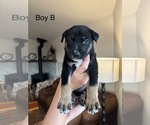 Stega - Male Shollie Puppy for Sale - Small photo