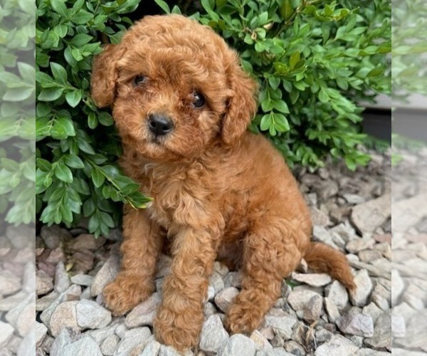 Medium Photo #1 Cavapoo (Miniature) Puppy For Sale in NEWPORT, PA, USA
