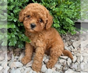 Cavapoo (Miniature) Puppy for sale in NEWPORT, PA, USA