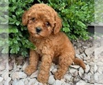 Small Cavapoo (Miniature)