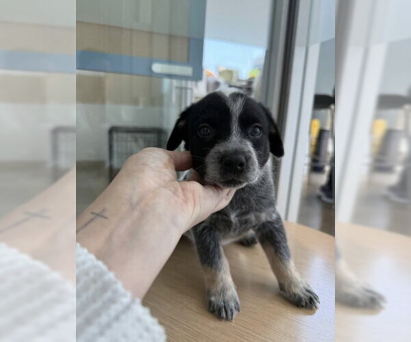 Medium Photo #5 Mutt Puppy For Sale in Sebec, ME, USA