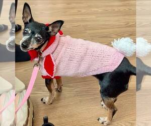 Chipin Dogs for adoption in Oakhurst, NJ, USA
