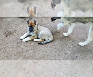 Wolf Hybrid Puppy for sale in BURLESON, TX, USA