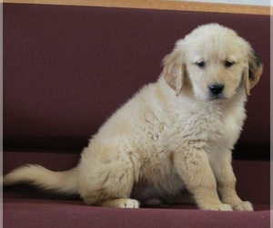 Golden Retriever Puppy for sale in FREDERICKSBURG, OH, USA