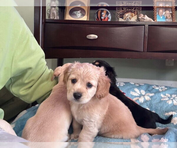 Medium Photo #1 Cockerhuahua Puppy For Sale in Aurora, IN, USA