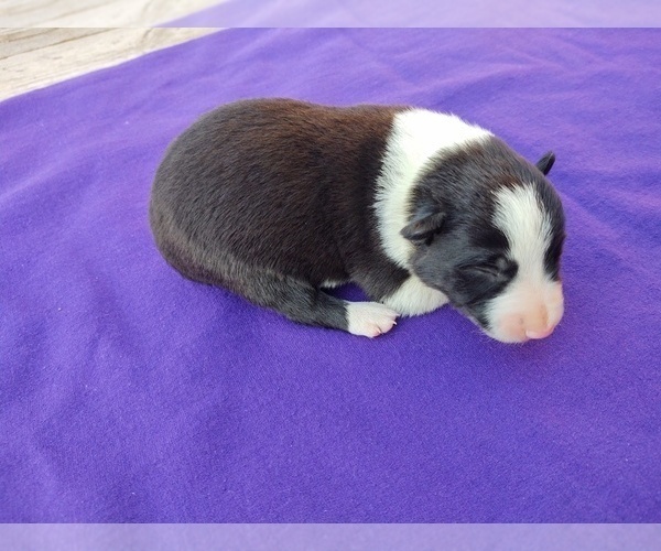 Medium Photo #3 Border Collie Puppy For Sale in RANDOLPH, AL, USA