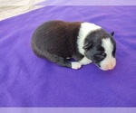 Small Photo #3 Border Collie Puppy For Sale in RANDOLPH, AL, USA