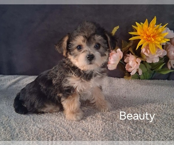 Medium Photo #3 Yo-Chon Puppy For Sale in MOUNT PLEASANT, MI, USA