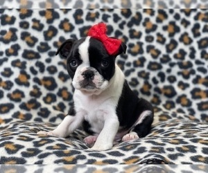 Boston Terrier Puppy for sale in LAKELAND, FL, USA