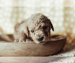 Small Photo #8 Goldendoodle-Poodle (Miniature) Mix Puppy For Sale in MOUNTAIN HOME, ID, USA