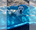 Small #6 American Staffordshire Terrier Mix