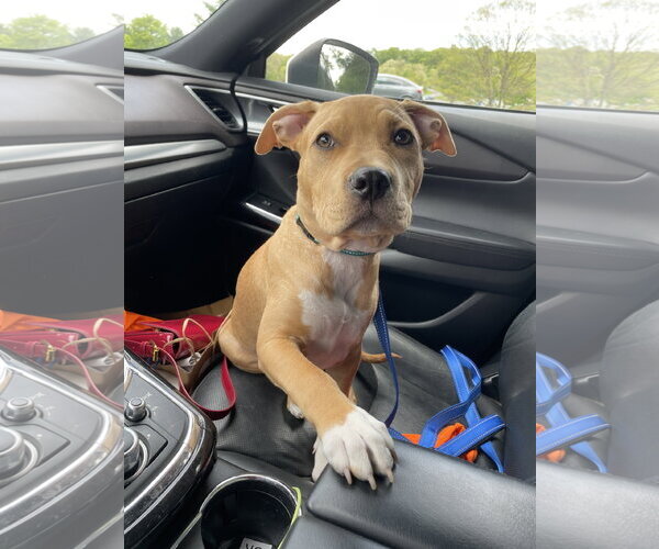 Medium Photo #6 Mutt Puppy For Sale in Derwood, MD, USA