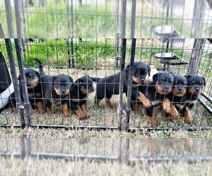 Rottweiler Puppy for sale in DORCHESTER, TX, USA