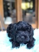 Small Photo #1 Labradoodle Puppy For Sale in DURHAM, CA, USA