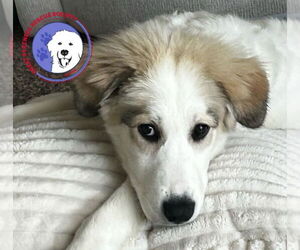 Great Pyrenees Dogs for adoption in Spring, TX, USA