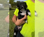 Small Photo #3 Mutt Puppy For Sale in Grafton, WI, USA