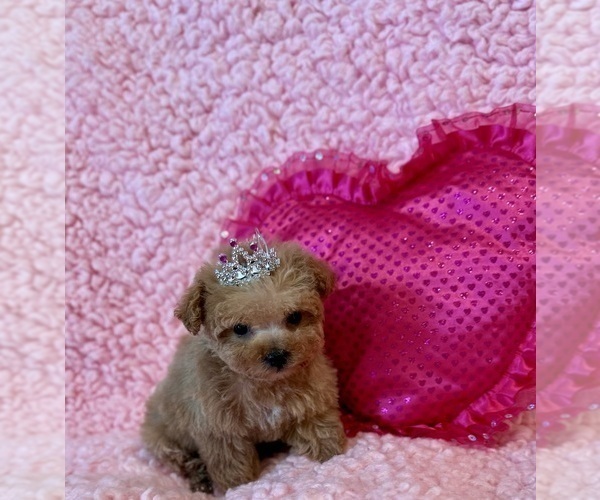 Medium Photo #4 Poodle (Toy) Puppy For Sale in REDLANDS, CA, USA