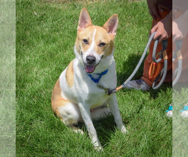 Medium Photo #4 Jack Russell Terrier-Unknown Mix Puppy For Sale in Huntley, IL, USA