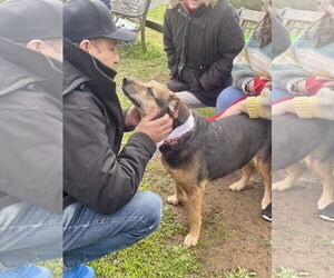 Abby - Awesome Girl! - Female Mutt Dog for Adoption - Photo #14