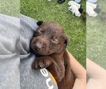 Puppy Mija Labrador Retriever