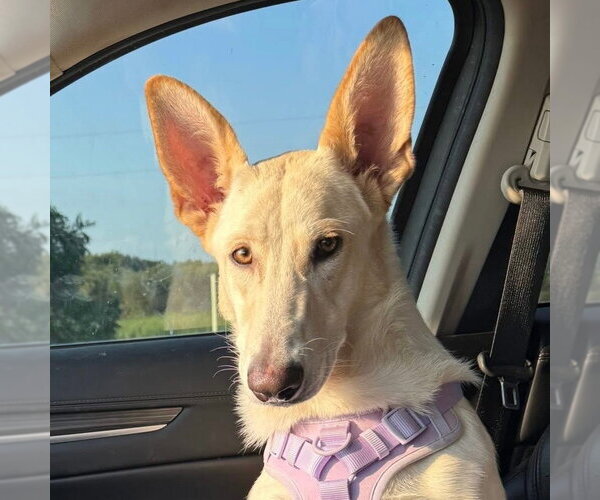 Medium Photo #1 German Shepherd Dog-Unknown Mix Puppy For Sale in Canton, CT, USA