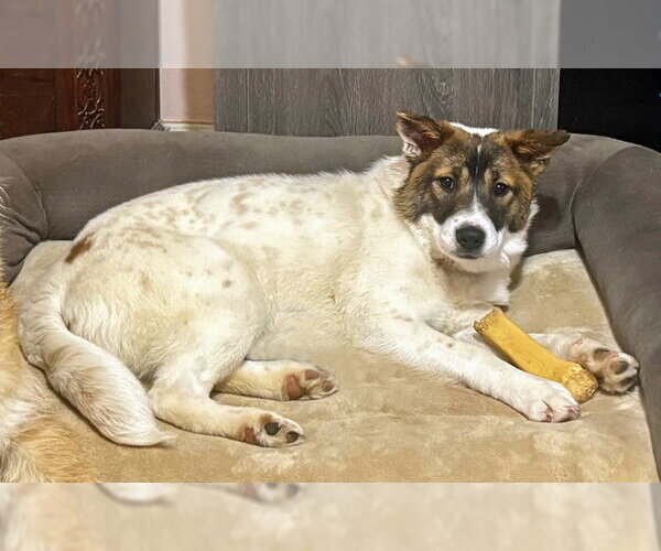 Medium Photo #19 German Shepherd Dog-Unknown Mix Puppy For Sale in Arlington, VA, USA