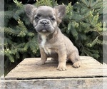 Small #2 French Bulldog