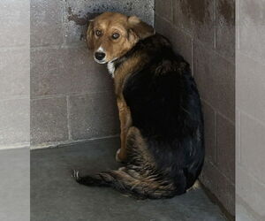 Mutt Dogs for adoption in Las Vegas, NM, USA
