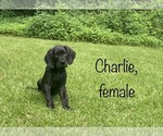 Puppy Charlie Great Dane
