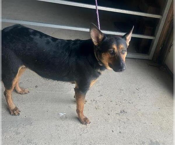 Medium Photo #1 German Shepherd Dog Puppy For Sale in Houston, TX, USA