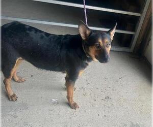 German Shepherd Dog Dogs for adoption in Houston, TX, USA