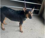 Small German Shepherd Dog